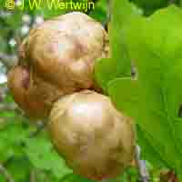 aardappelgal op eik, biorhiza pallida, oak apple gall 